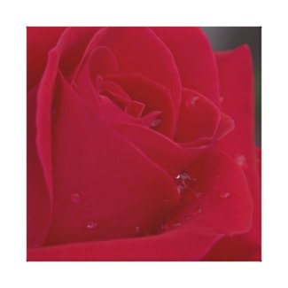 Rose with Dew Stretched Canvas Print