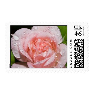 Rose With Rain Drops Stamps stamp