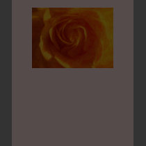 Rose Yellow t-shirts by dduhaime55 Rose Yellow t-shirts