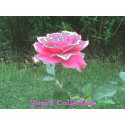 Rose, Yopi's Collection t-shirts