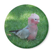 Roseate Cockatoo magnet