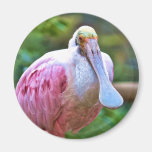 Roseate Spoonbill Bird Magnet