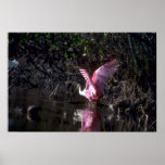 Roseate Spoonbill, fishing Poster