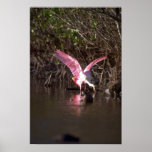 Roseate Spoonbill, fishing Poster