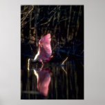 Roseate Spoonbill, fishing Posters