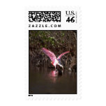 Roseate Spoonbill, fishing Stamps