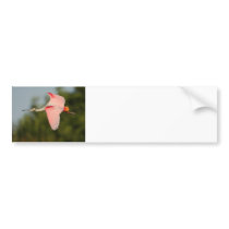 Roseate Spoonbill in Flight Bumper Sticker