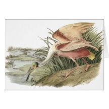 Roseate Spoonbill, John Audubon Cards