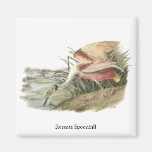 Roseate Spoonbill, John Audubon Fridge Magnet