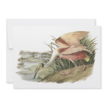 Roseate Spoonbill, John Audubon Custom Announcements
