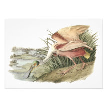 Roseate Spoonbill, John Audubon Custom Announcements
