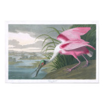 Roseate Spoonbill, John James Audubon posters