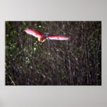 Roseate Spoonbill, landing Poster