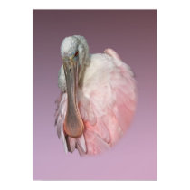 Roseate Spoonbill Portrait Poster or Print