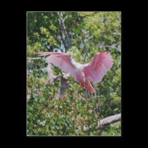 Roseate Spoonbill postcards