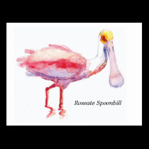 Roseate Spoonbill postcard postcards