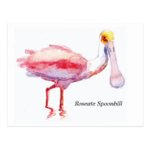 Roseate Spoonbill postcard