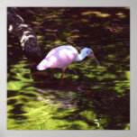 Roseate Spoonbill Poster