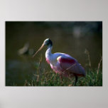 Roseate Spoonbill Posters