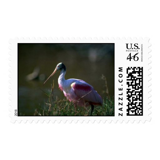 Roseate Spoonbill Stamp