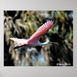 Roseate Spoonbill Watercolor Print