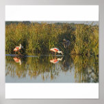 Roseate Spoonbills and Heron Poster
