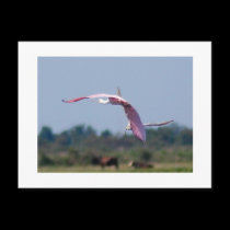 Roseate Spoonbills postcards