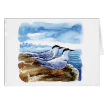 Roseate tern cards
