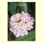Rosebay Rhododendron flowers cards