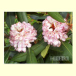 Rosebay rhododendron flowers postcards