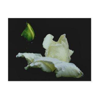 Rosebud After Rain Flower Photo Postcard postcard