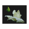 Rosebud After Rain Flower Photography Postcard