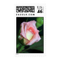 Rosebud after Rain Postage postage