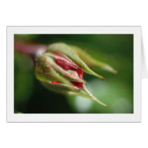 Rosebud cards