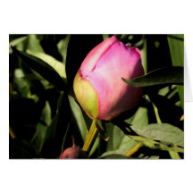 Rosebud Card