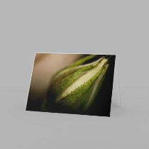 Rosebud Close-up (macro) cards