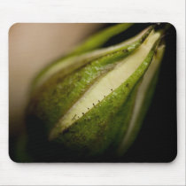 Rosebud Close-up (macro) mousepads
