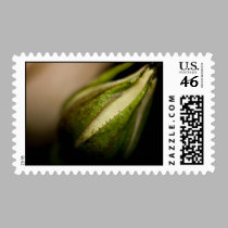 Rosebud Close-up (macro) postage