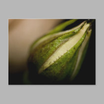 Rosebud Close-up (macro) postcards