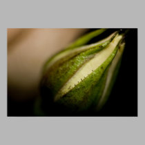 Rosebud Close-up (macro) posters