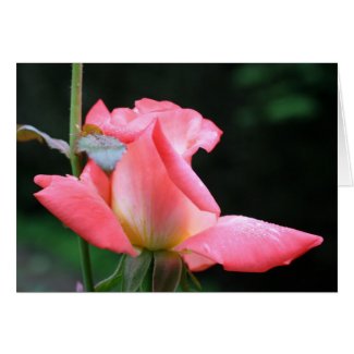 Rosebud Delight Flower Photo Greeting Or Note Card card