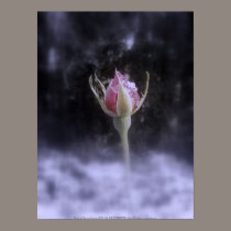 rosebud in the snow 3, tinted posters