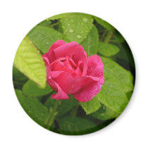 Rosebud magnet