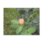 Rosebud Postcards