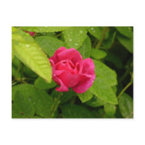 Rosebud postcard