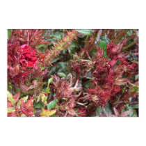 rosebud posters