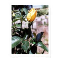 Rosebud posters
