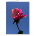 Rosebud Sky Cards
