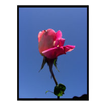 Rosebud Sky Prints & Posters by wingedturtle Rosebud Sky Prints & Posters