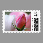 Rosebud Stamp stamps